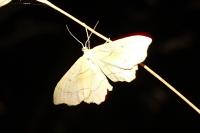Idaea emarginata