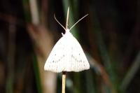 Macrochilo cribrumalis