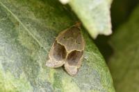 Clepsis dumicolana