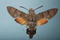 Macroglossum stellatarum