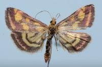 Pyrausta purpuralis