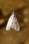 Tortricodes alternella