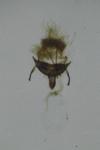 Tortricodes alternella