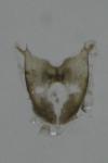Tortricodes alternella