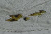 Tortricodes alternella