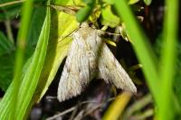 Apamea lithoxylaea