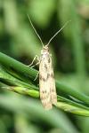 Homoeosoma sinuella