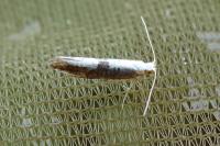 Argyresthia