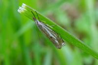 Crambus lathoniellus