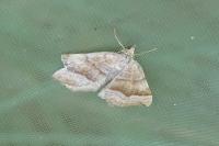 Scotopteryx chenopodiata