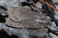 Peridroma saucia