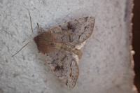 Orthosia incerta