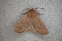 Orthosia cerasi