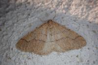 Phigaliohybernia marginaria