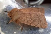 Orthosia cerasi
