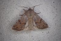 Orthosia incerta