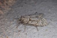 Diurnea fagella