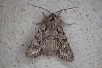 Xylocampa areola