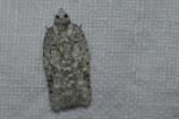 Acleris literana