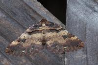 Earophila badiata