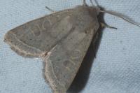 Orthosia gracilis