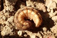 Xestia xanthographa