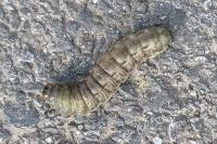 Noctua pronuba