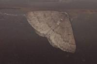 Aleucis distinctata