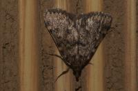 Aglossa pinguinalis