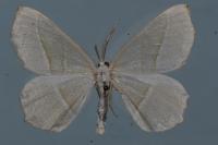 Campaea margaritaria