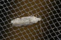 Carpatolechia alburnella