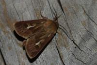 Cerapteryx graminis