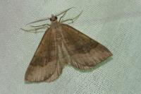 Scotopteryx chenopodiata
