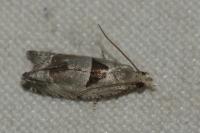 Epinotia ramella
