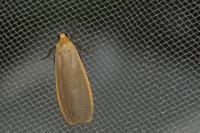 Katha depressa