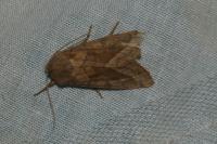 Hydraecia micacea