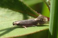 Elachista humilis