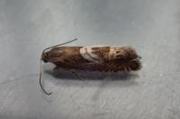 Grapholita jungiella