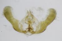 Epinotia immundana