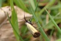 Adela reaumurella