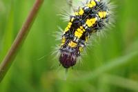 Callimorpha dominula