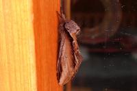 Pheosia gnoma