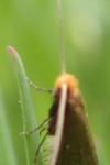 Nematopogon adansoniella