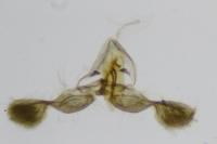 Grapholita jungiella