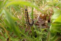 Callimorpha dominula