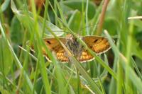 Euclidia glyphica