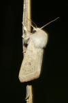 Orthosia gracilis