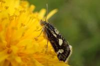 Eurrhypis pollinalis