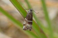 Grapholita lathyrana
