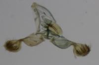 Grapholita lathyrana